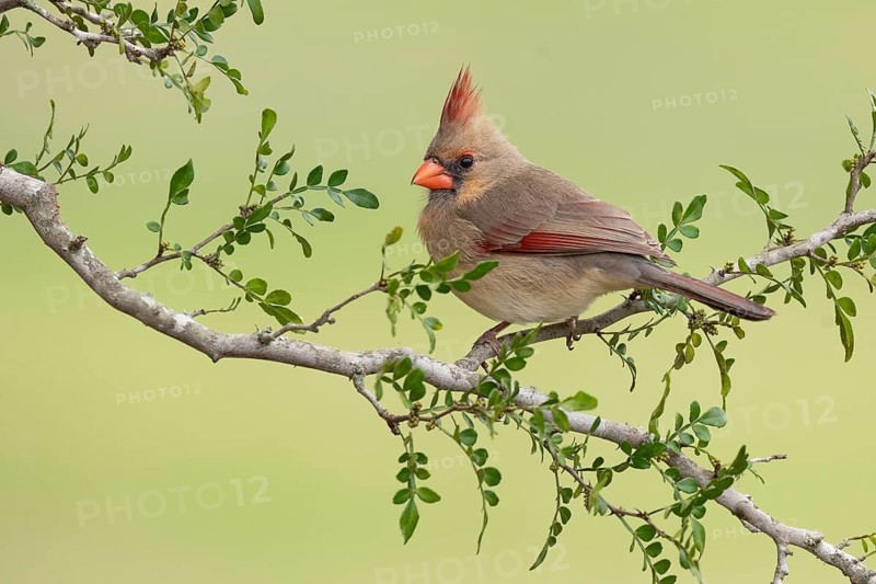 Northern Cardinal (Cardinalis cardinalis) perched on a branch, Texas, USA