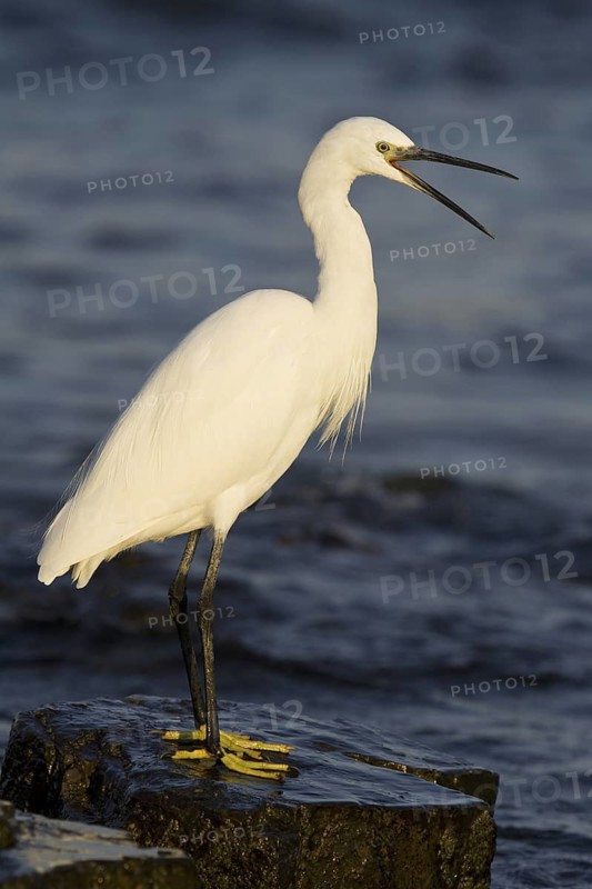 Little Egret (Egretta garzetta), Asturias, Spain
