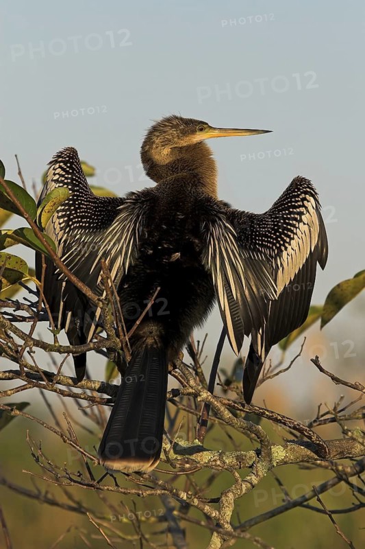 Anhinga (Anhinga anhinga), Florida, USA