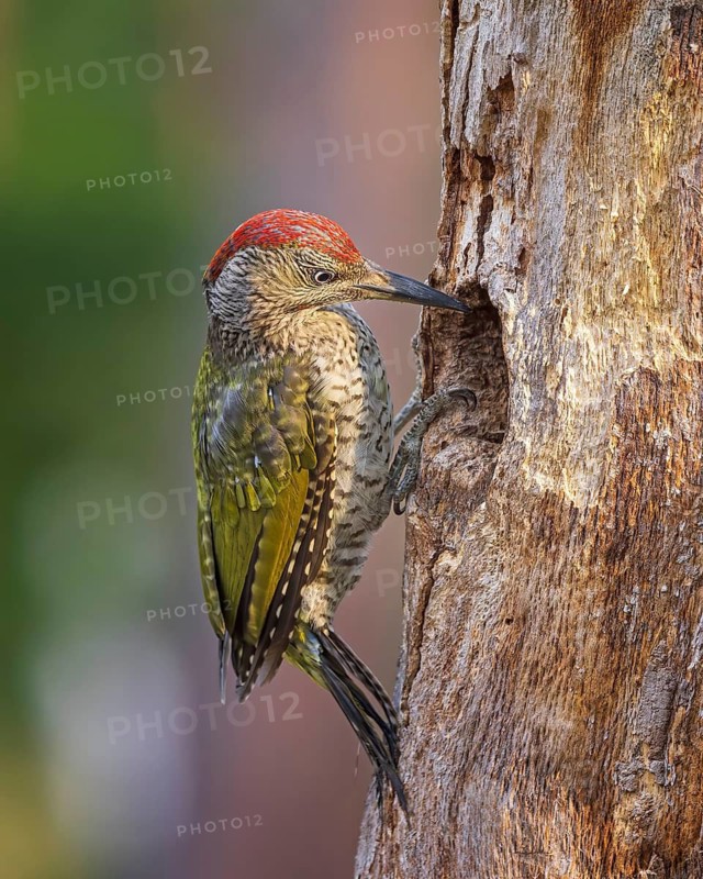 European Green Woodpecker (Picus viridis) juvenile at breeding cavity, Saxony-Anhalt, Germany