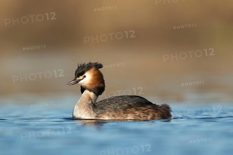 Fuut, Great crested Grebe, Podiceps cristatus