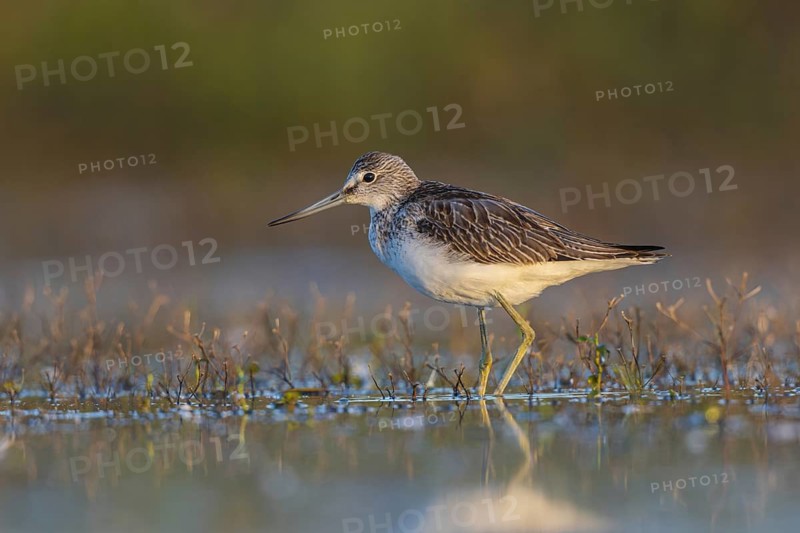 Common Greenshank (Tringa nebularia) foraging, North Rhine-Westphalia, Germany