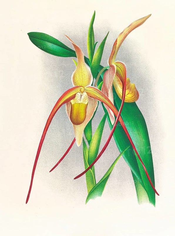 Orchid, Selenipedium grande, authentic reproduction of an illustration by Jean Jules Linden (1817 - 1898), Luxembourgish-Belgian botanist, one of the fathers of orchid research, Historical