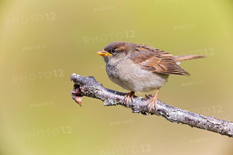 House sparrow, sparrow, house sparrow, (Passer domesticus), animals, birds, songbirds, sparrow family, Varanger Bird Park, Finnmark, Norway