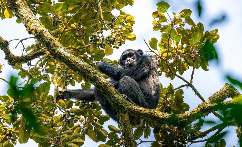 Chimpanzee (Pan Troglodytes), adult male in a tree, eating fruit, Murchison Falls National Park, Uganda