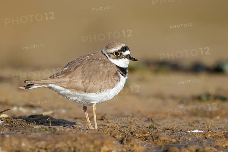 Little Ringed Plover (Charadrius dubius), North Rhine-Westphalia, Germany