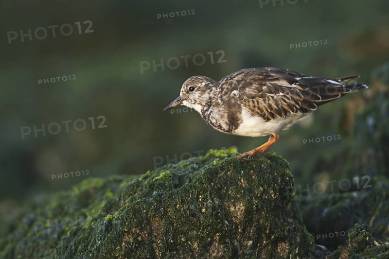 Ruddy Turnstone (Arenaria interpres), Netherlands
