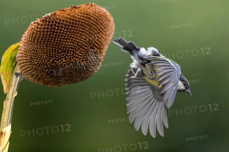 Great Tit (Parus major) at a sunflower (Helianthus annuus), Mecklenburg-Western Pomerania, Germany