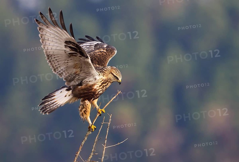 Rough-legged Hawk (Buteo lagopus) at Nanimo River Estuary