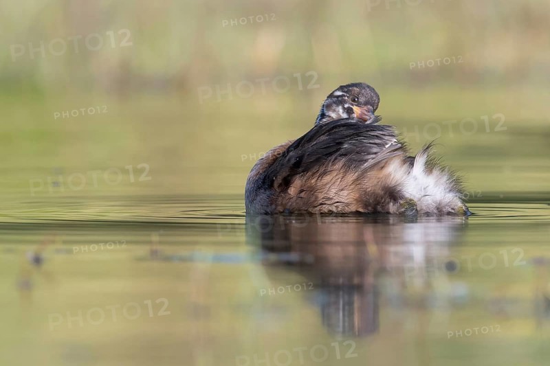 Little Grebe (Tachybaptus ruficollis) juvenile, Saxony, Germany