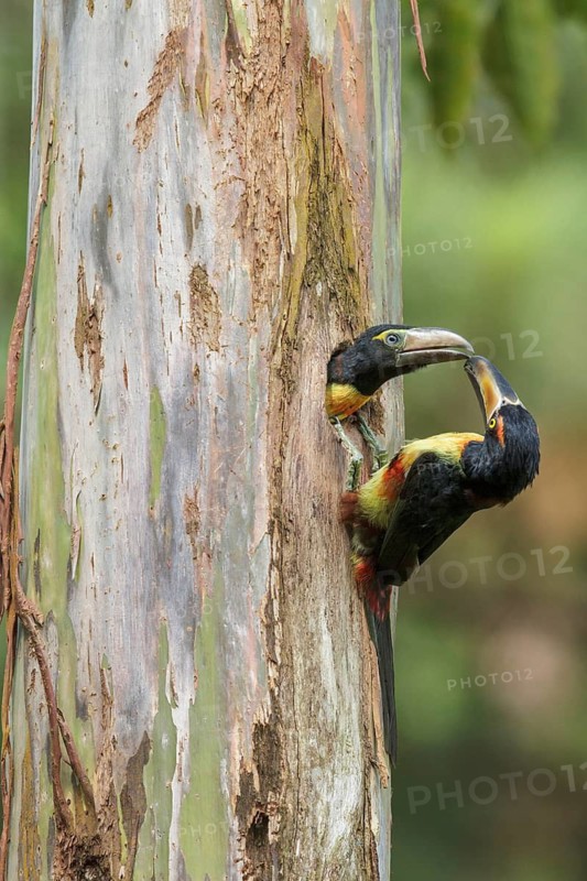 Collared Aracari (Pteroglossus torquatus) perched on a branch in Costa Rica