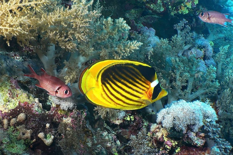 Tobacco butterflyfish (Chaetodon fasciatus)