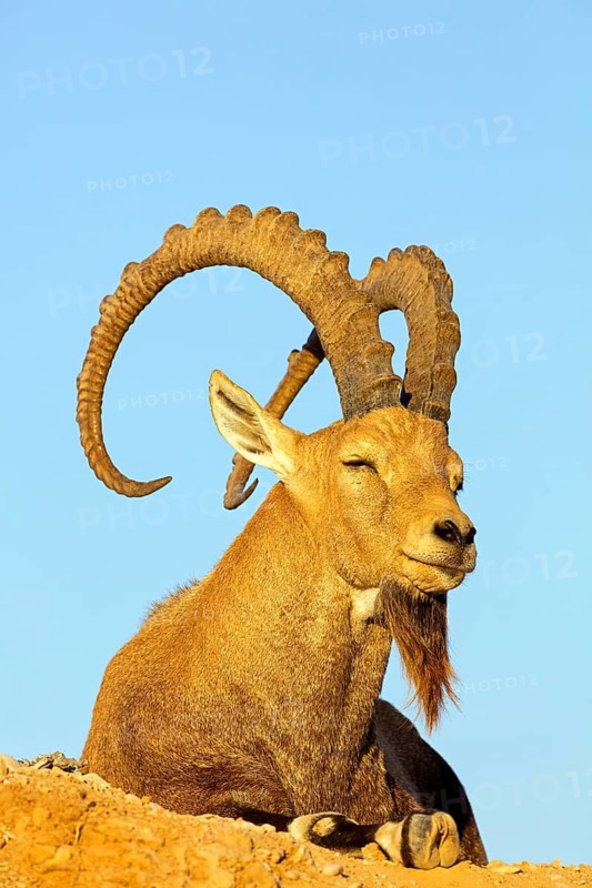 Nubian ibex, Nubian ibex, (Capra nubiana), animals, mammals, ibex, Ben Gurion's Tomb, Midreshet Ben-Gurion, HaDarom, Israel