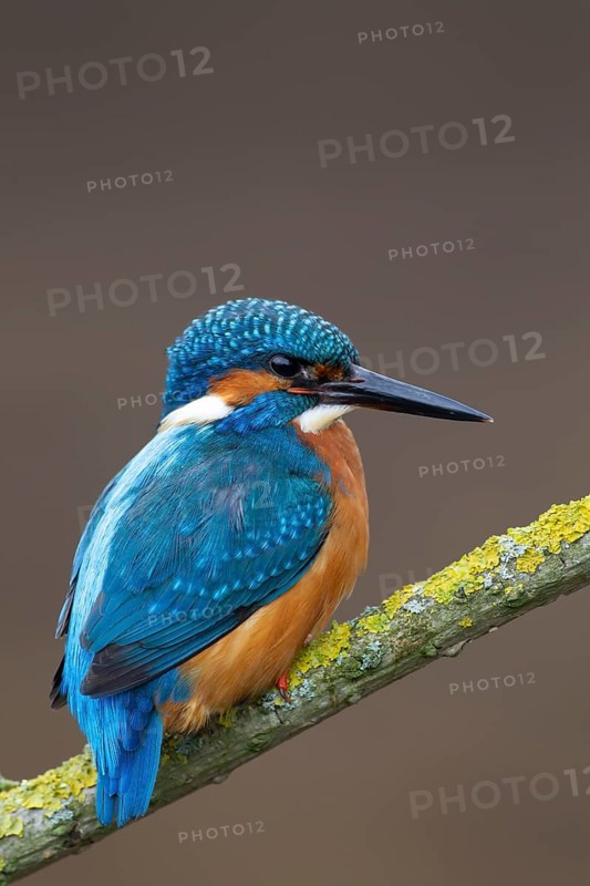 Common kingfisher (Alcedo atthis) adult male bird on a tree branch, England, United Kingdom