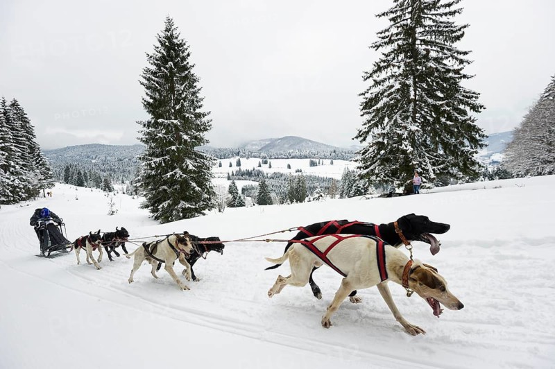 Sled dog racing, Todtmoos, Black Forest, Baden-Württemberg, Germany