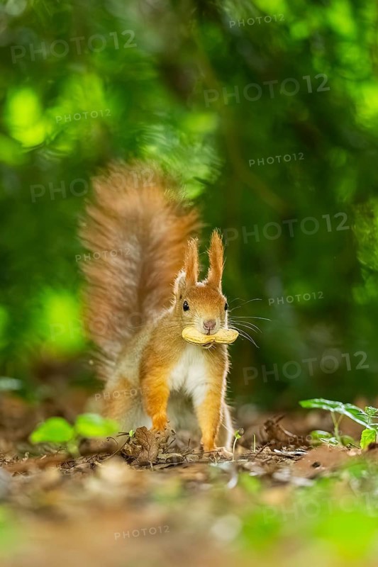 Red squirrel (Sciurus vulgaris) in a forest, Bavaria, Gernany