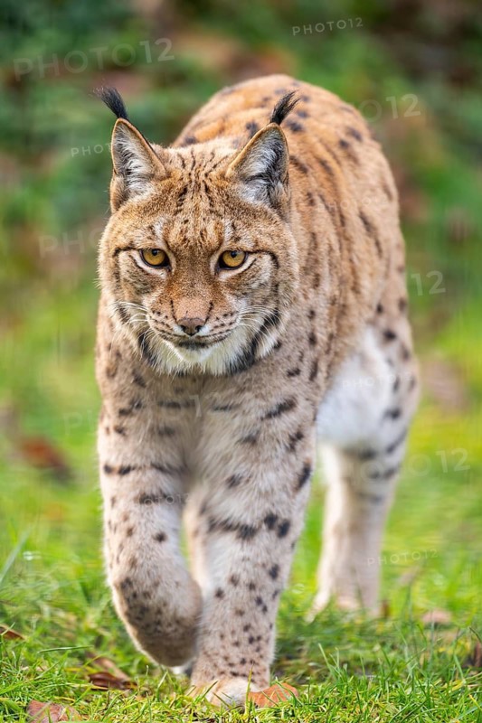 Eurasian lynx (Lynx lynx), in a forest, captive, Bavaria, Germany