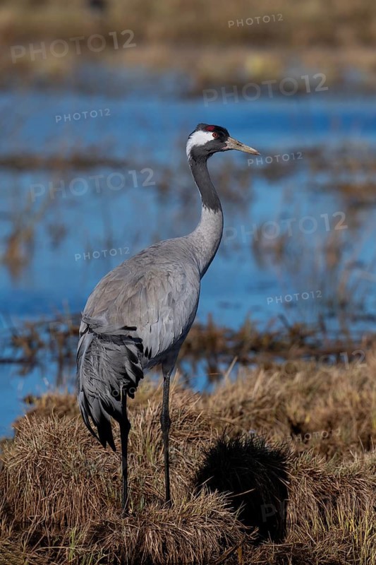 Common crane (Grus grus), Hornborga, Sweden