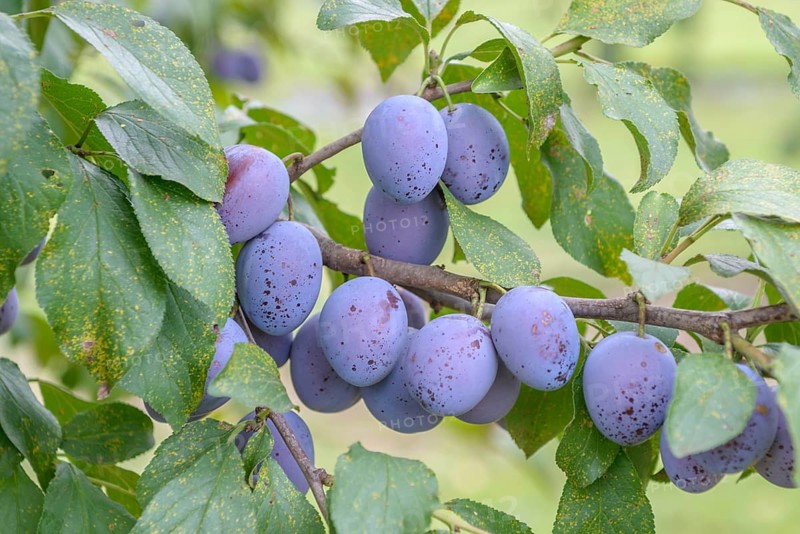 Plum (Prunus domestica 'Hauszwetsche' - Etscheid),  Germany