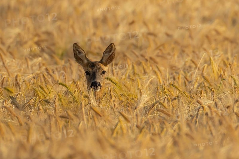 Roe deer (Capreolus capreolus) adult animal female doe in a farmland barley field in summer, England, United Kingdom