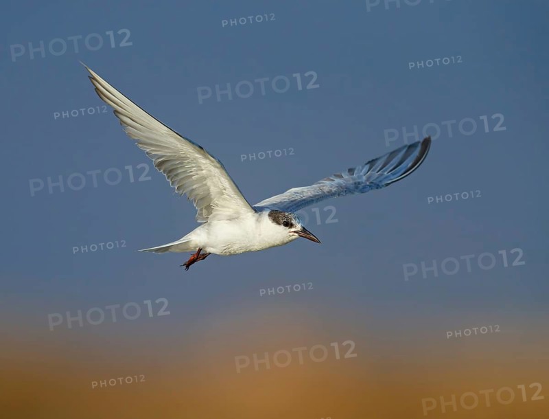 White-bearded Tern, White-bearded Tern, (Chlidonias hybridus), (Chlidonias hybrida), Marsh Tern family, biotope, habitat, foraging, flight recording, East Khawr Khawr Ad Dahariz, Salalah, Dhofar, Oman