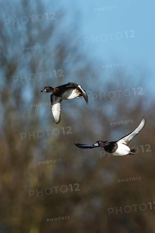 Pair of Tufted Duck, Aythya fuligula in flight at winter in Slimbridge, England, United Kingdom