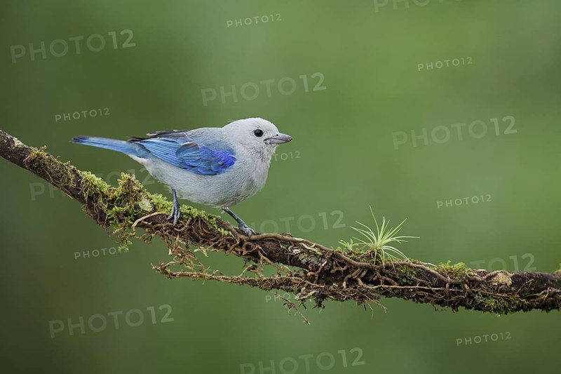 Blue-gray tanager on cloud forest branch. Blue-gray tanagers are resident birds that travel with a mixed flock that includes other resident tanager species, flycatchers, saltators, woodpeckers, and migrant tanager and oriole species