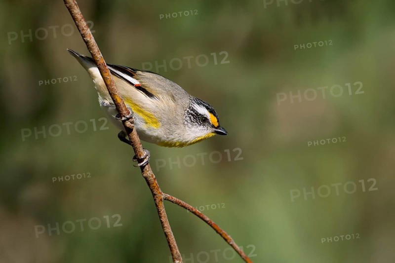 Striated Pardalote (Pardalotus striatus substriatus), Victoria, Australia