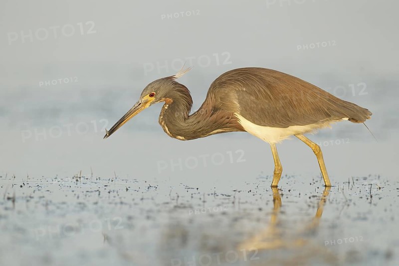 Tricolored Heron (Egretta tricolor), Florida, USA