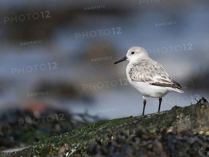 Sanderling (Calidris alba), Schleswig-Holstein, Germany