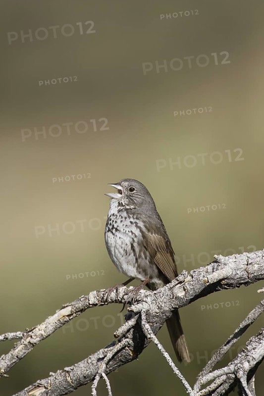 Slate-colored Fox Sparrow (Passerella schistacea canescens) male singing, California, USA