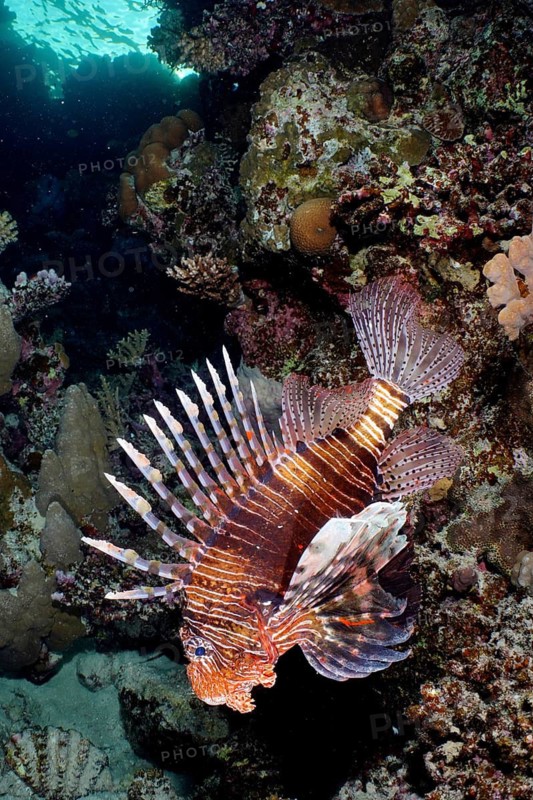 Common lionfish (Pterois miles)