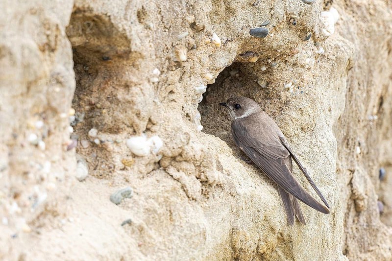 Sand Martin (Riparia riparia) at nesting wall, North Rhine-Westphalia, Germany