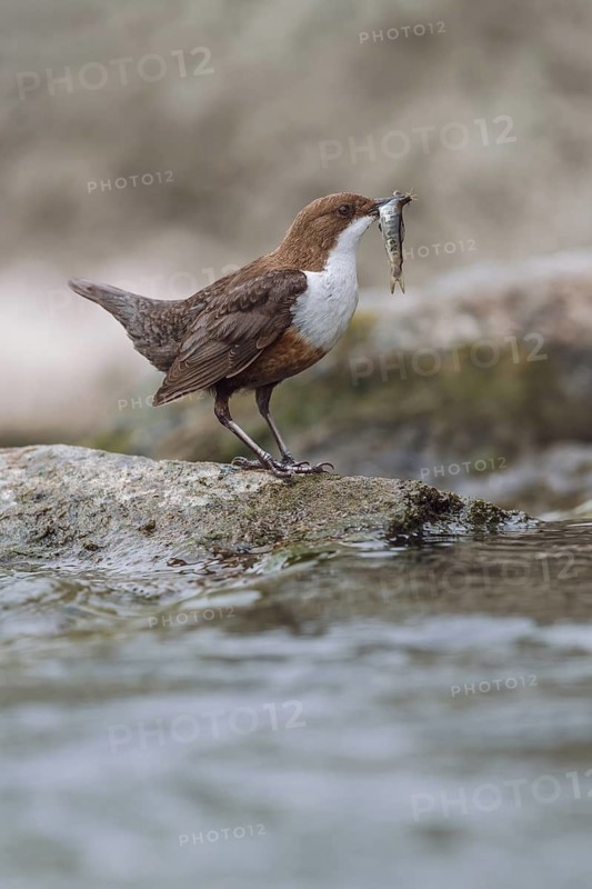 Wasseramsel, Cinclus cinclus White-throated Dipper, Cinclus cinclus