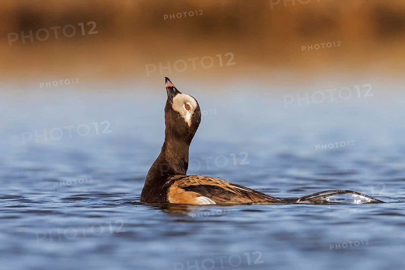 Long-tailed Duck (Clangula hyemalis) in a pond in the tundra near Churchill, Manitoba, Canada