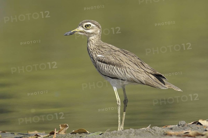 Senegal Thick-knee (Burhinus senegalensis), Gambia