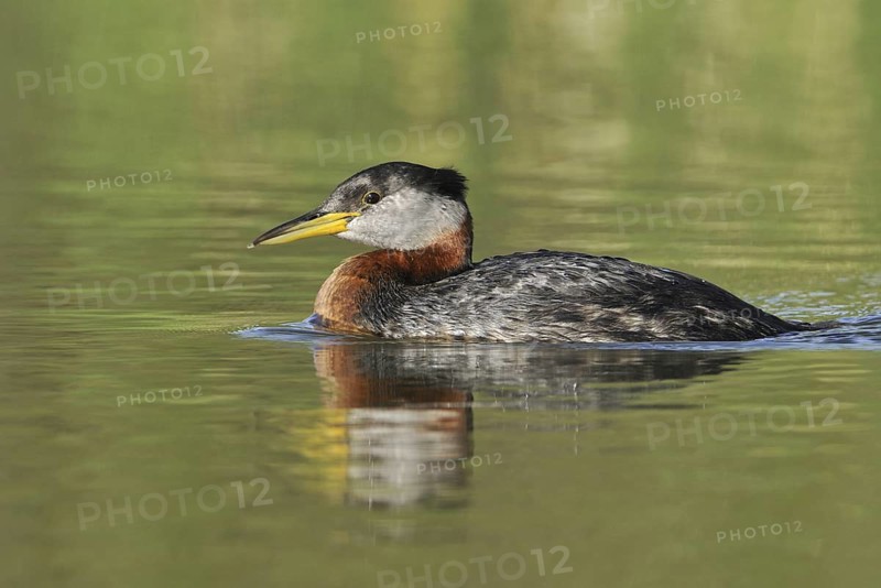Red-necked Grebe (Podiceps grisegena), Alberta, Canada