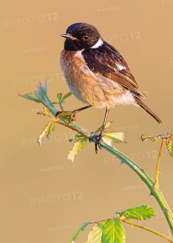 European Stonechat (Saxicola rubicola) male, Asturias, Spain