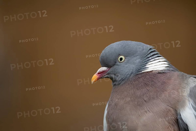 Wood pigeon (Columba palumbus) adult bird head portrait, Suffolk, England, United Kingdom