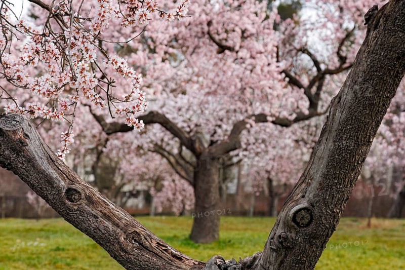 A park scene featuring almond trees in full bloom, showcasing delicate pink blossoms in the Quinta de los Molinos park. The foreground focuses on a gnarled branch, emphasizing nature is beauty