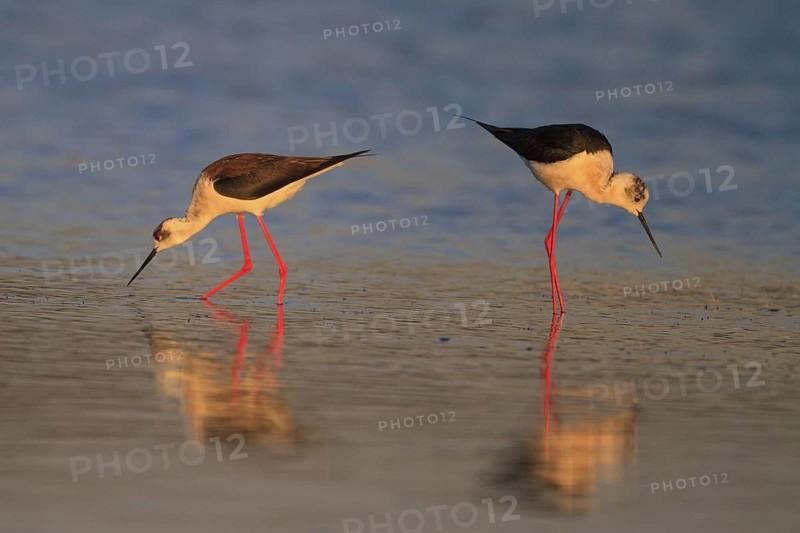 Black-winged Stilt (Himantopus himantopus) foraging, Greece