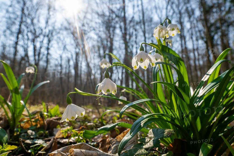 Spring snowflake (Leucojum vernum), blooming, backlit, Thuringia, Germany