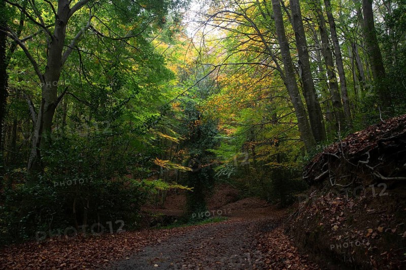 A serene forest path is framed by tall trees with vibrant autumn foliage. The sun gently filters through the leaves, creating a tranquil atmosphere perfect for nature walks
