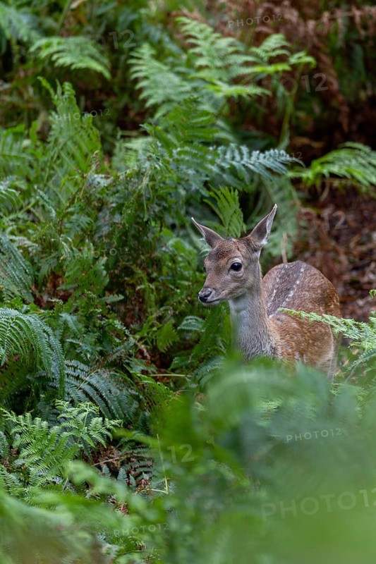 On this day I can only observe the fallow deer calf (Dama dama) and hope that the mother is still alive, acorn mast, autumn, rut, fallow deer rut, October, Germany