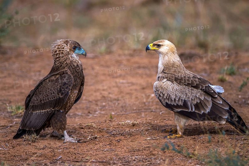 Prey eagle (Aquila rapax) meets juggler (Terathopius ecaudatus), Kenya