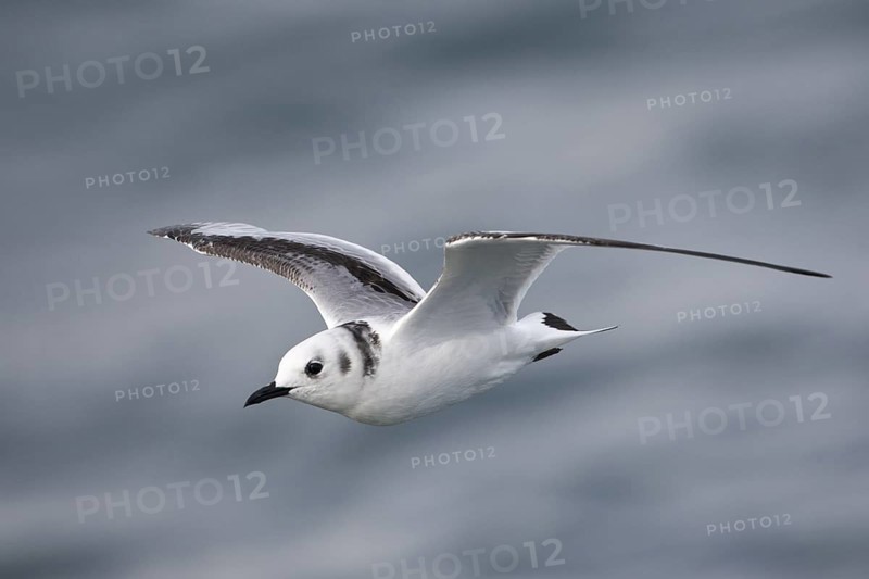 Black-legged Kittiwake (Rissa tridactyla tridactyla) juvenile flying, North Sea, Germany