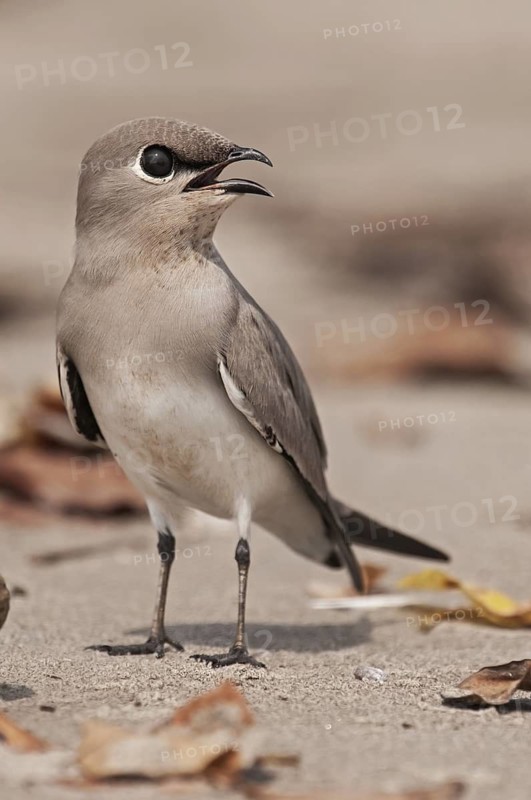 Small Pratincole (Glareola lactea) calling, Goa, India
