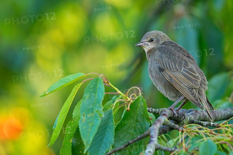 Starling, (Sturnus vulgaris), female, perch, foraging, animal, bird, starling, Rhein-Pfalz-Kreis, Neuhofen, Rhineland-Palatinate, Germany