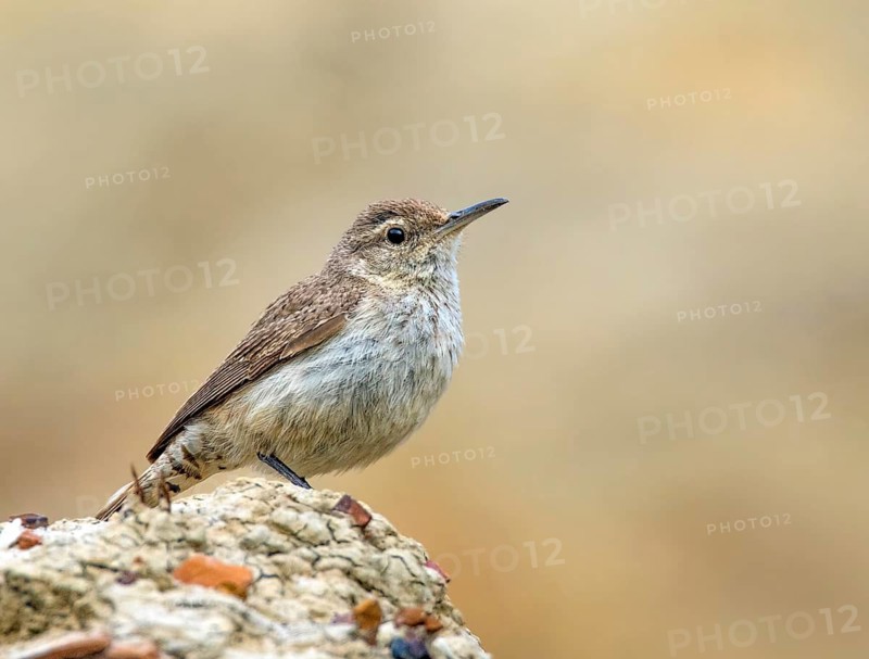A Rock Wren (Salpinctes obsoletus) perched on a rock in the badlands of North Dakota