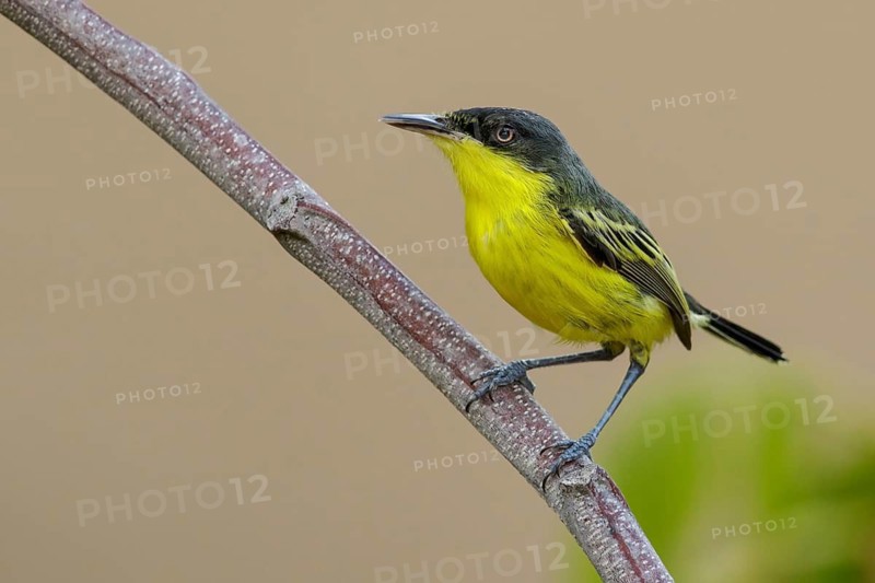 Common Tody-Flycatcher (Todirostrum cinereum) perched on a branch in the rainforest of Guyana